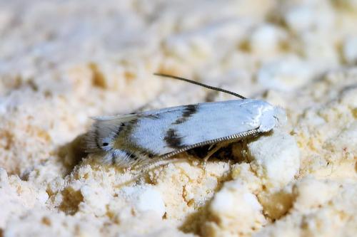 Pseudopostega crepusculella